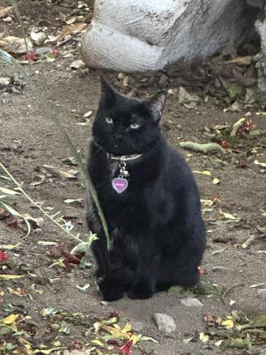 Lost Female Cat last seen Collet, Riverside, CA 92505