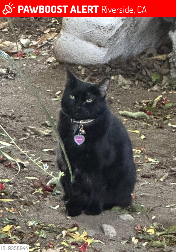 Lost Female Cat last seen Collet, Riverside, CA 92505