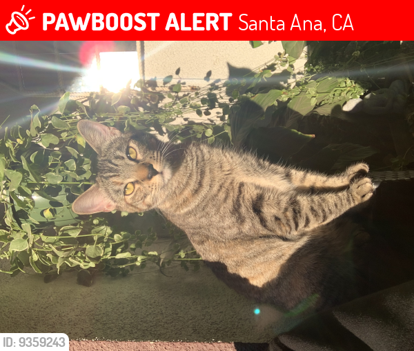 Santa Ana Ca Lost Female Cat Billie Is Missing Pawboost