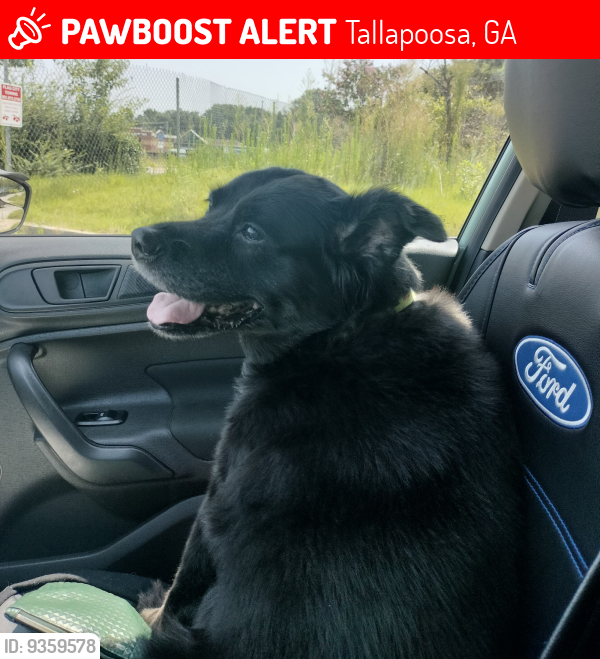 Lost Female Dog last seen Interstate 20 between Tallapoosa, GA and Alabama state line, Tallapoosa, GA 30176