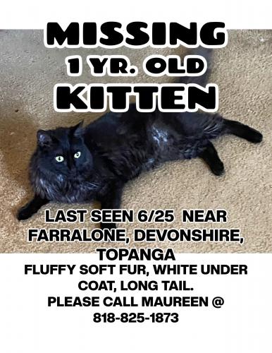 Lost Female Cat last seen Topanga canyon and Devonshire , Los Angeles, CA 91311