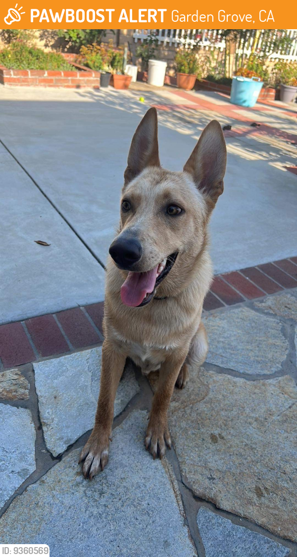 garden-grove-ca-stray-male-dog-found-near-near-murdy-elementary