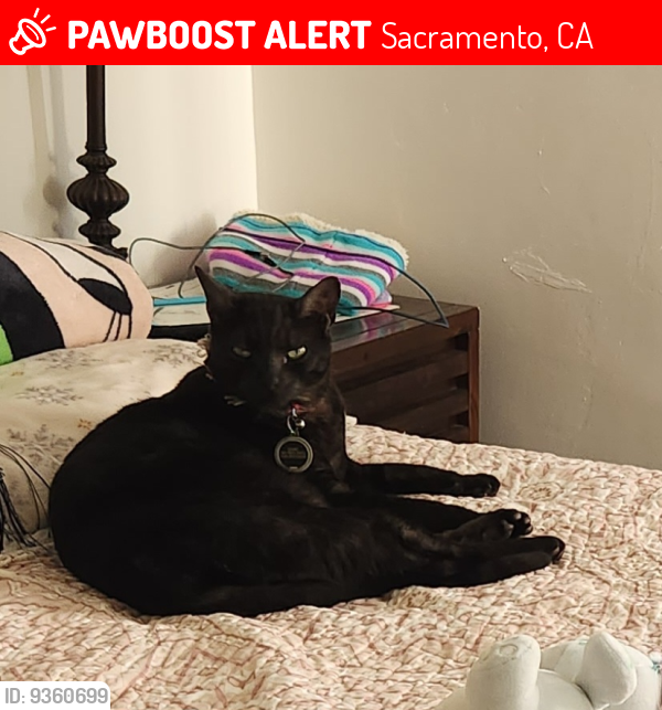 Lost Male Cat last seen Safeway , Sacramento, CA 95811