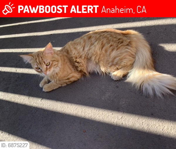 Lost Female Cat last seen Tidewater dr, Anaheim, CA 92815