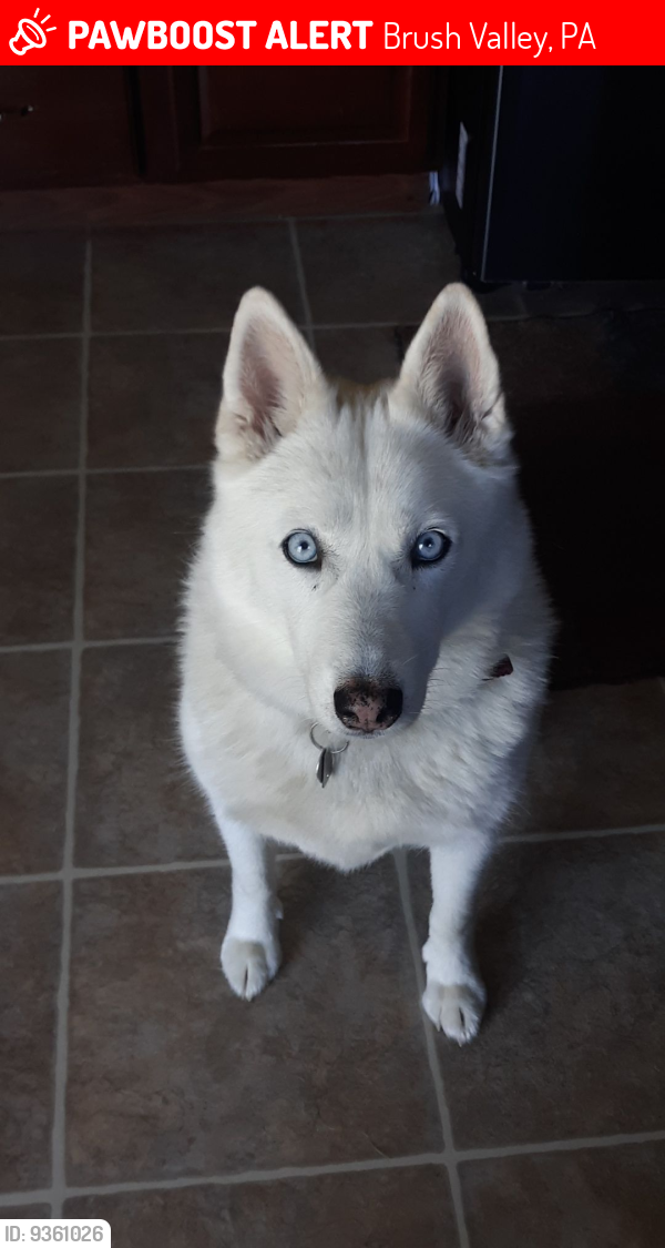Lost Female Dog last seen Near Rt 56 Hwy E, Homer City, PA, Brush Valley, PA 15748