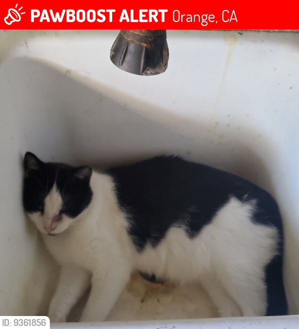 Lost Female Cat last seen Adams ave and Lincoln st, Orange, CA 92867