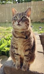 Lost Female Cat last seen 5e Ave & Cardinal Léger/Shamrock, Pincourt, QC J7V 5K9