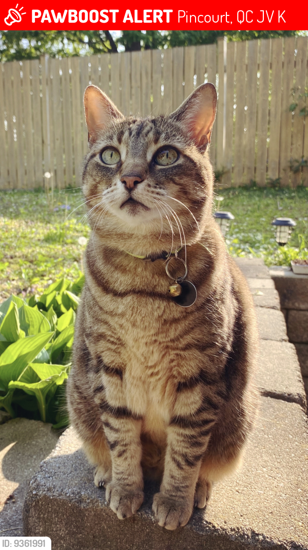 Lost Female Cat last seen 5e Ave & Cardinal Léger/Shamrock, Pincourt, QC J7V 5K9