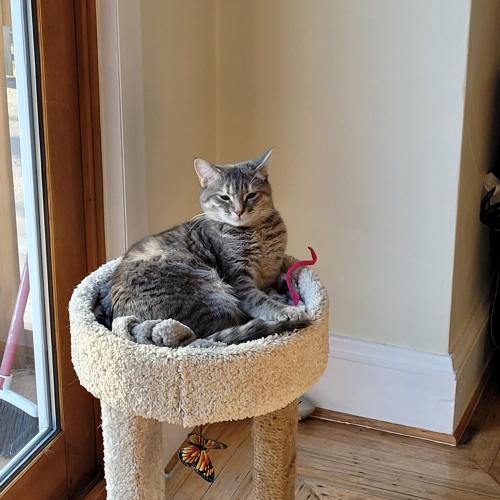 Lost Female Cat last seen Near Woodland Dr Havertown PA, Havertown, PA 19083