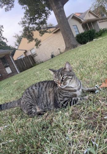Lost Male Cat last seen Park Lane and Park Tree, Katy, TX 77450