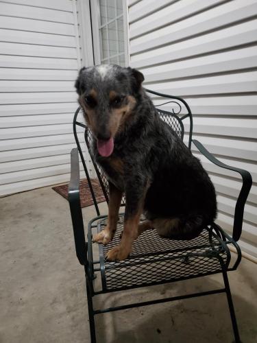 Lost Male Dog last seen Aulie gaskins rd, Ray City, GA 31645