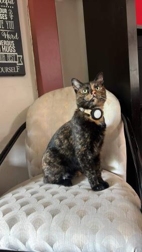 Lost Female Cat last seen Near heming ave Springfield ave , Springfield, VA 22151