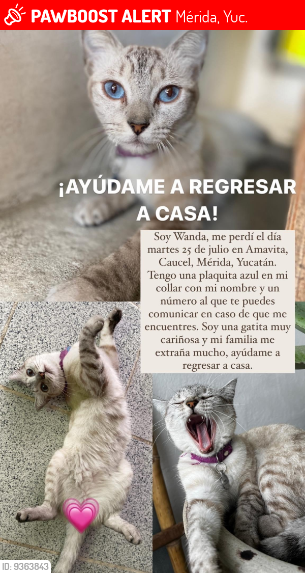 Lost Female Cat last seen Fracc piedra Norte Caucel en Mérida , Mérida, Yuc. 97314