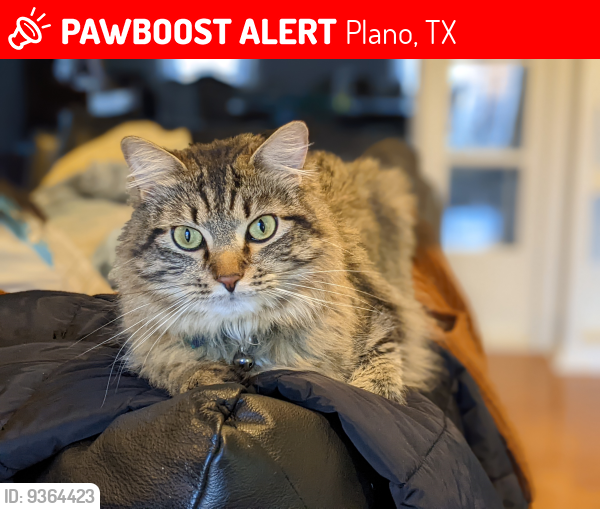 Lost Male Cat last seen Branch Hollow and Harvest Glen Dr, Plano, TX 75023
