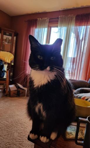 Lost Female Cat last seen Chicago Southland Lincoln Oasis, South Holland, IL 60476