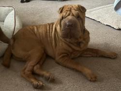 Lost Male Dog last seen 13-14 mm Eglin at Speck Pond 285 south of Mossy head, Crestview, FL 32539