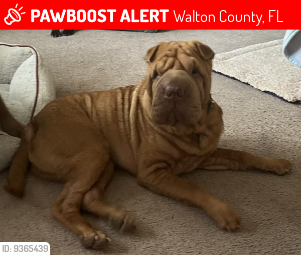 Lost Male Dog last seen 13-14 mm Eglin at Speck Pond 285 south of Mossy head, Crestview, FL 32539