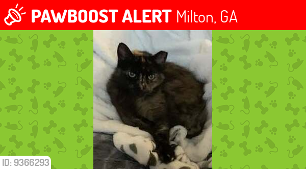 Lost Female Cat last seen Fairmont Subdivision across from Cambridge High School, Milton, GA 30004