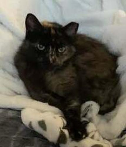 Lost Female Cat last seen Fairmont Subdivision across from Cambridge High School, Milton, GA 30004