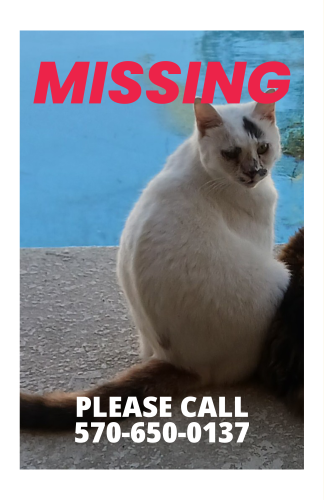 Lost Female Cat last seen Sw 20th Ave, Cape Coral, FL 33914