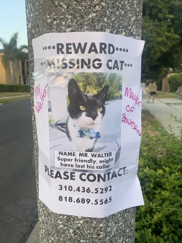 Lost Male Cat last seen La Cienega Blvd and Bowesfield St, Los Angeles, CA 90016