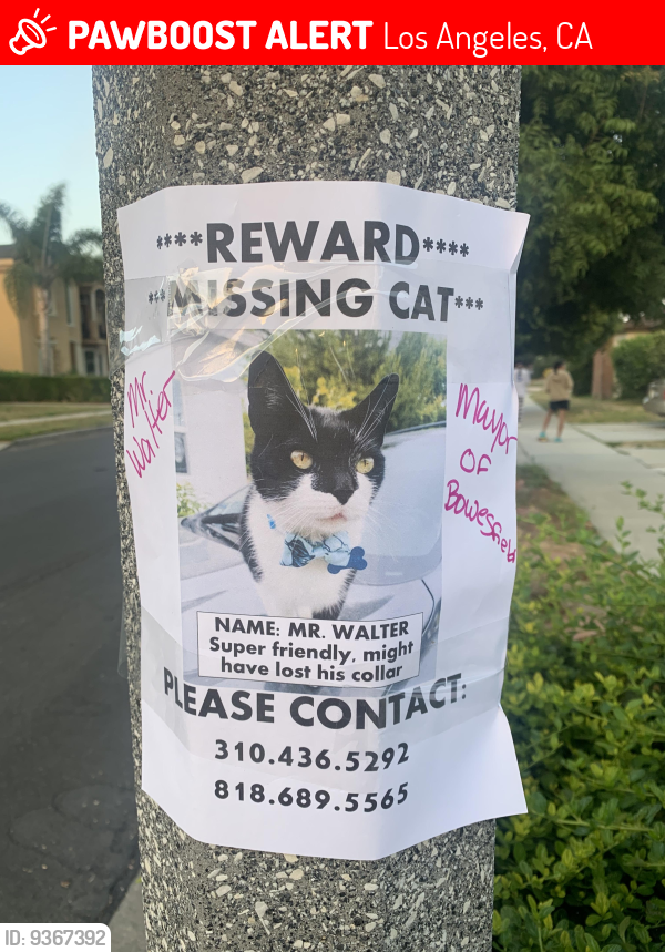 Lost Male Cat last seen La Cienega Blvd and Bowesfield St, Los Angeles, CA 90016