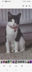 Lost Male Cat last seen Greenbank road hanham, Hanham, England BS15