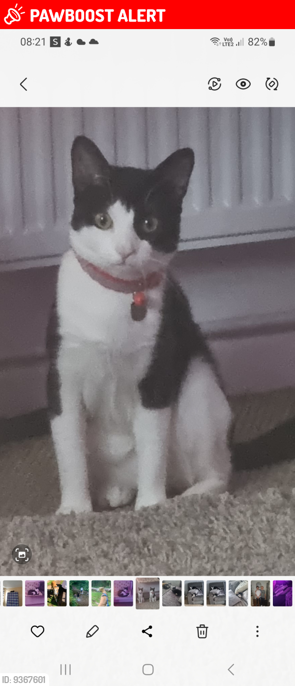 Lost Male Cat last seen Greenbank road hanham, Hanham, England BS15