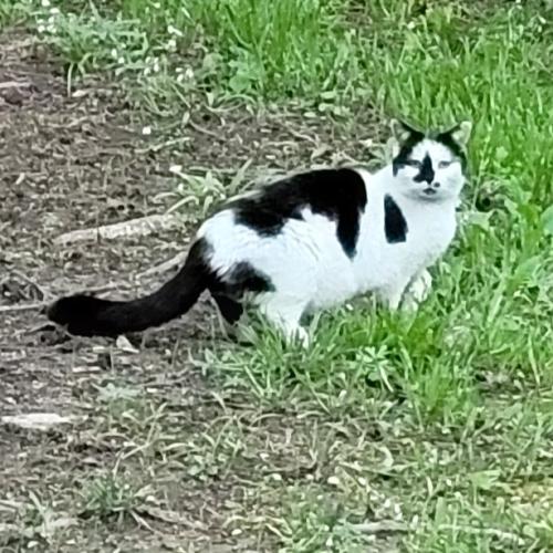 Lost Female Cat last seen Stearns Hill Drive and Woodford Lane Indianapolis , Indianapolis, IN 46237