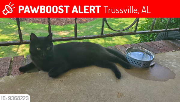 Lost Male Cat last seen Dew Dr and Birch , Trussville, AL 35173