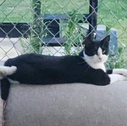 Lost Male Cat last seen Potomac and 172nd, Forest Lake, MN 55025