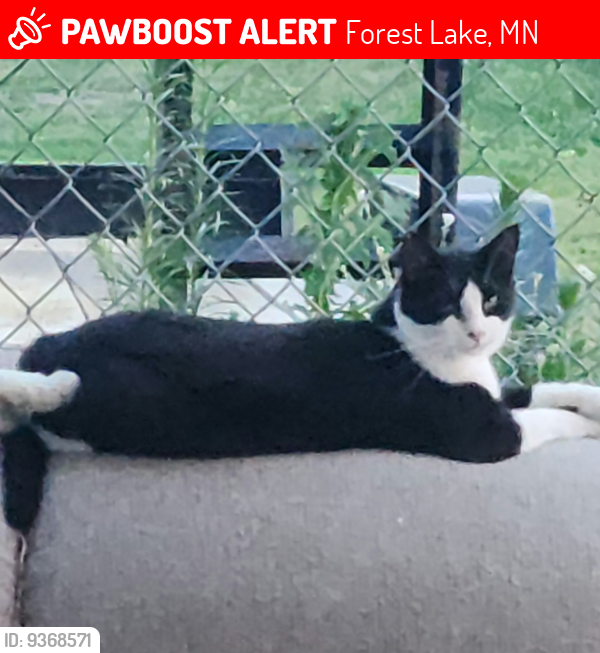 Lost Male Cat last seen Potomac and 172nd, Forest Lake, MN 55025