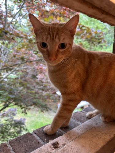 Lost Male Cat last seen Wespanee Dr & Old English Dr, Charleston, SC 29407