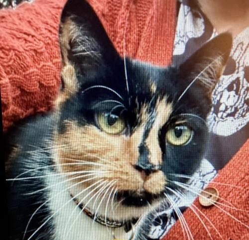 Lost Female Cat last seen Wyndham Drive and Anwell Drive , Richmond, VA 23235