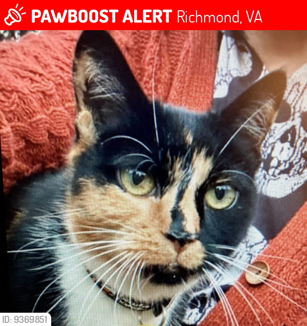 Lost Female Cat last seen Wyndham Drive and Anwell Drive , Richmond, VA 23235