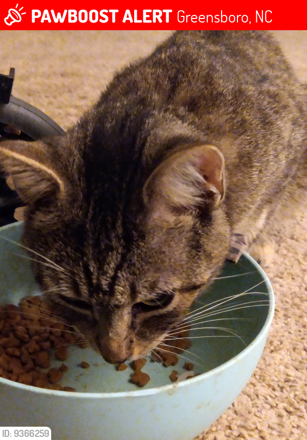 Lost Male Cat last seen Causey Street and Boston Road , Greensboro, NC 27407