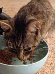 Lost Male Cat last seen Causey Street and Boston Road , Greensboro, NC 27407