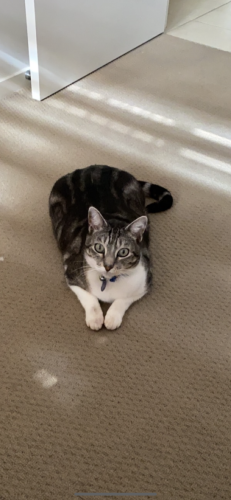 Lost Male Cat last seen Luck, Wuth, Stenner , Darling Heights, QLD 4350