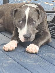 Reunited Female Dog last seen Bauer rd and Schiel Rd, Harris County, TX 77433