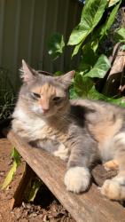 Lost Female Cat last seen Bridge St and Holberton St, Newtown, QLD 4350