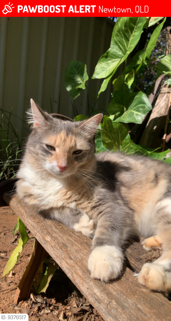 Lost Female Cat last seen Bridge St and Holberton St, Newtown, QLD 4350
