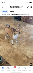 Lost Male Dog last seen Hwy 17 , Grand Saline, TX 75140