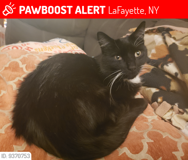 LaFayette, NY Lost Male Cat, Eros Is Missing PawBoost