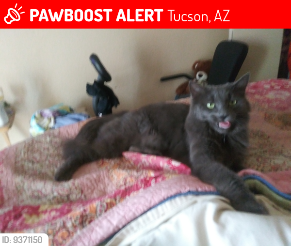 Lost Male Cat last seen Near West Congress and Grande Ave. 85745, Tucson, AZ 85701