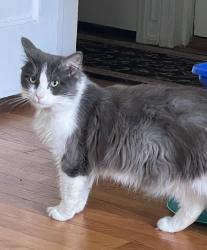 Lost Male Cat last seen 3rd Street and Berdan Avenue, Fair Lawn, NJ 07410