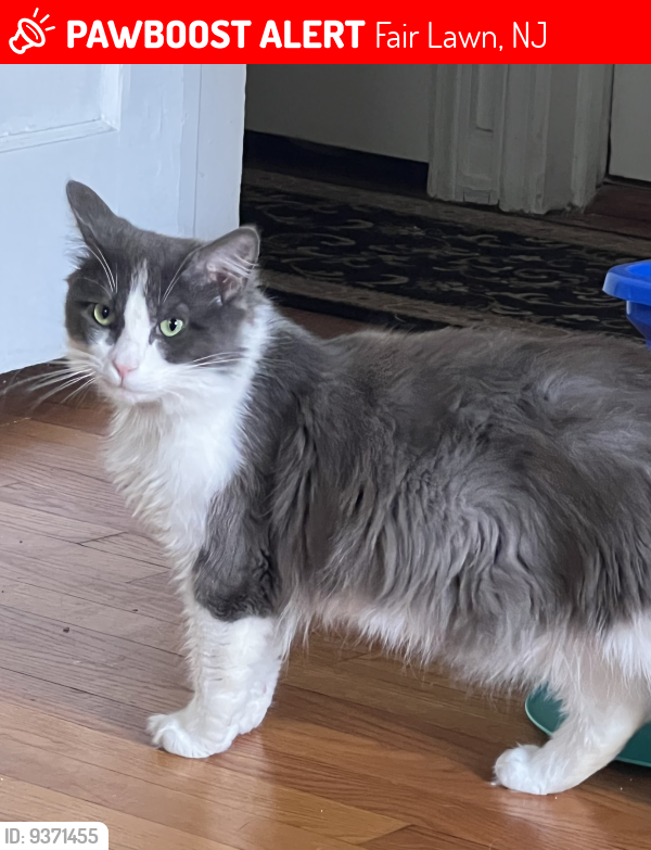 Lost Male Cat last seen 3rd Street and Berdan Avenue, Fair Lawn, NJ 07410
