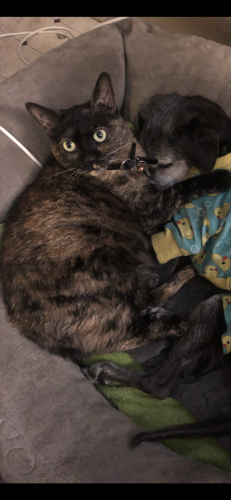 Lost Female Cat last seen Chaparral and Woodmere Fairway, Scottsdale, AZ 85251
