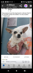 Lost Female Dog last seen Public, Johnson City, TN 37604
