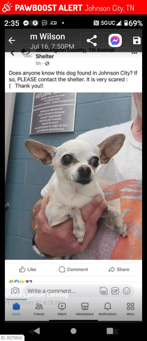 Lost Female Dog last seen Public, Johnson City, TN 37604