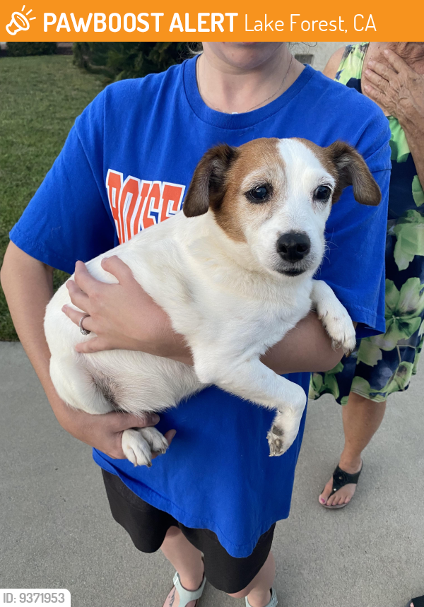 Lake Forest, CA Stray Female Dog Found Near Serrano park PawBoost